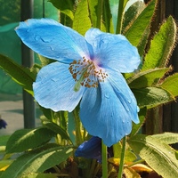 Meconopsis  'Lingholm'